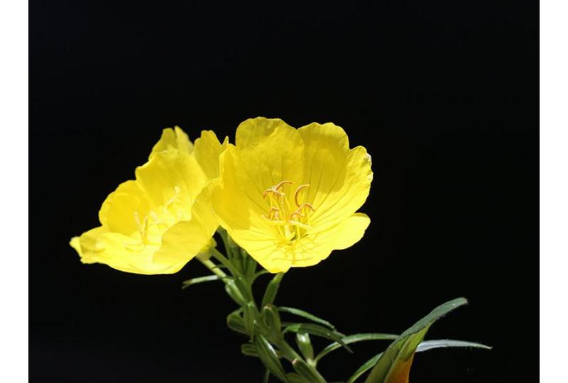 What is Evening Primrose Oil?