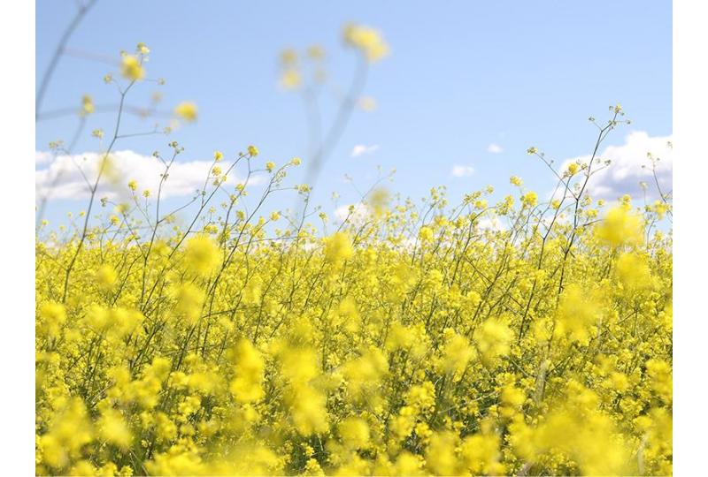 Rapeseed Oil in Skin Care