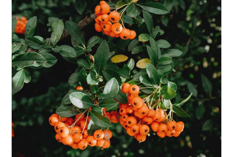 What is Sea Buckthorn Oil?